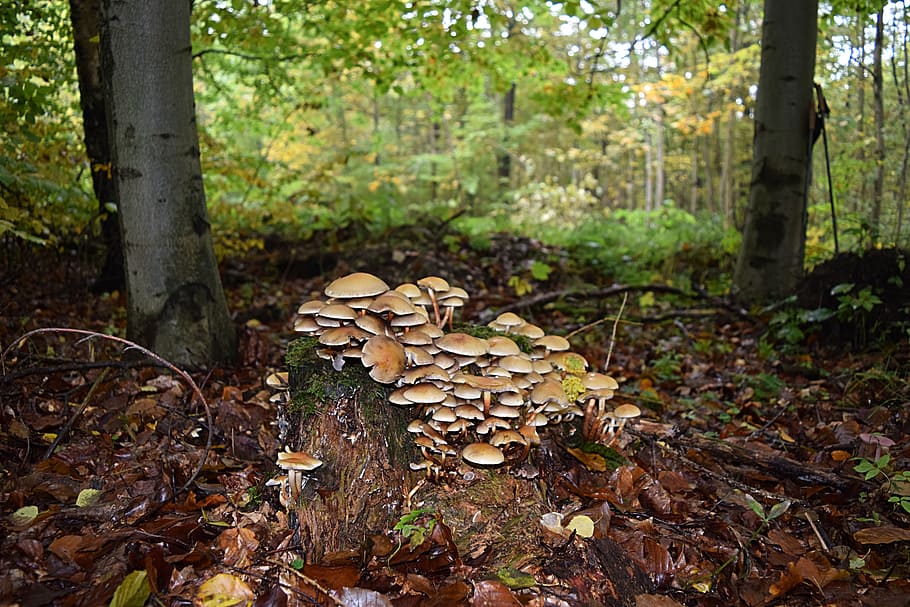 tree fungus, autumn, tribe, forest, land, plant, growth, nature HD wallpaper
