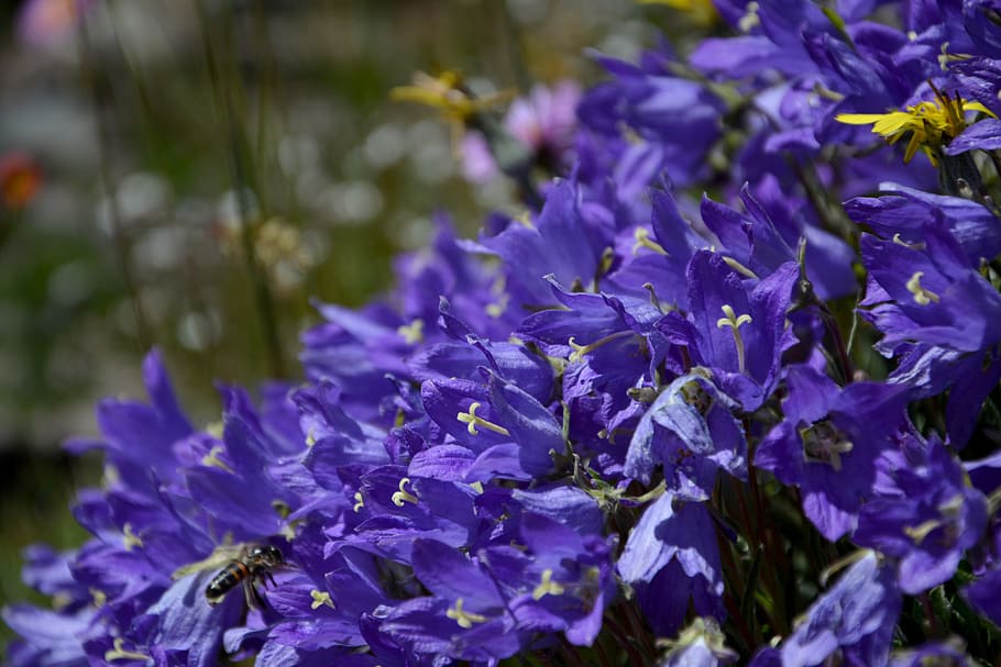 flower, nature, macro, spring flowers, plant, the leaves are HD wallpaper