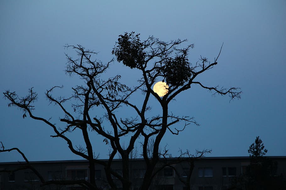 moon, evening, dike, abendstimmung, bare tree, sky, building exterior HD wallpaper