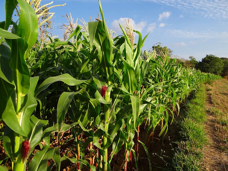Maize, Crop, Corn, Inflorescence, cultivation, agriculture HD wallpaper