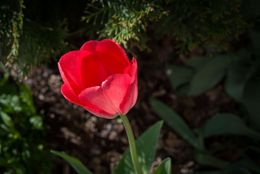 Tulip, Red, Flower, red tulip, red flower, blossom, bloom, petals HD wallpaper