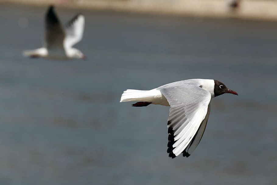 black headed white bird flying, seagull, wings, feather, wildlife HD wallpaper