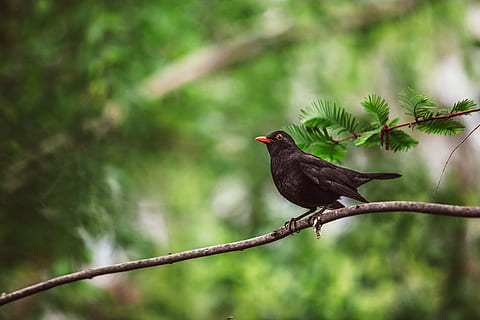 common blackbird perched on tree, nature, wildlife, animal HD wallpaper