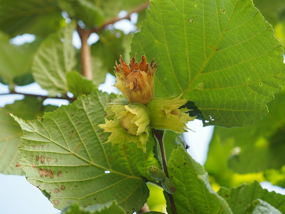 hazelnut, fruit, bush, plant part, leaf, green color, growth HD wallpaper