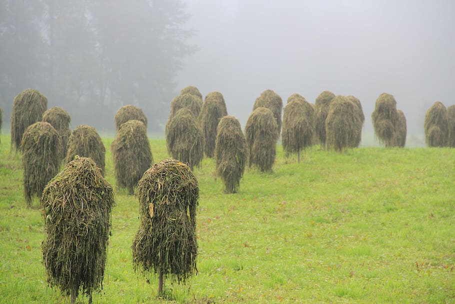 hay, straw, grass, dried grass, autumn, fog, mow, agriculture HD wallpaper