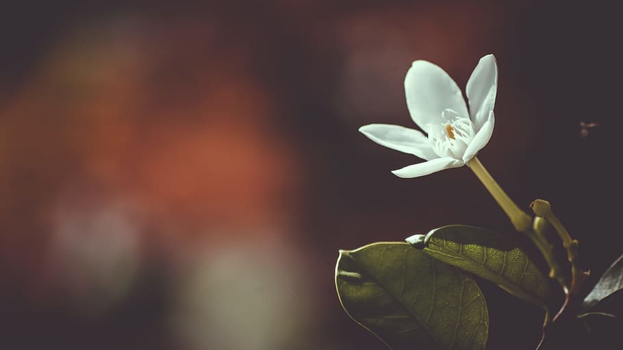 shallow focus photography of white flower, Flat eye, leaf, blank space HD wallpaper