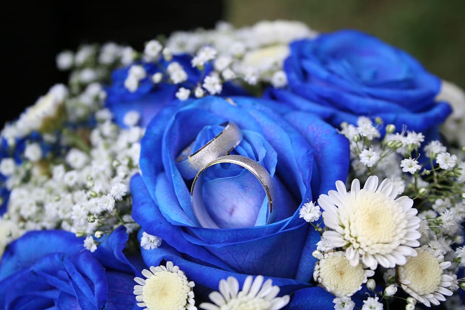 roses, rings, liabilities, flowering plant, blue, purple, close-up HD wallpaper