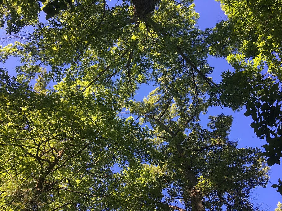 sky, trees, spring, nature, plant, low angle view, beauty in nature HD wallpaper