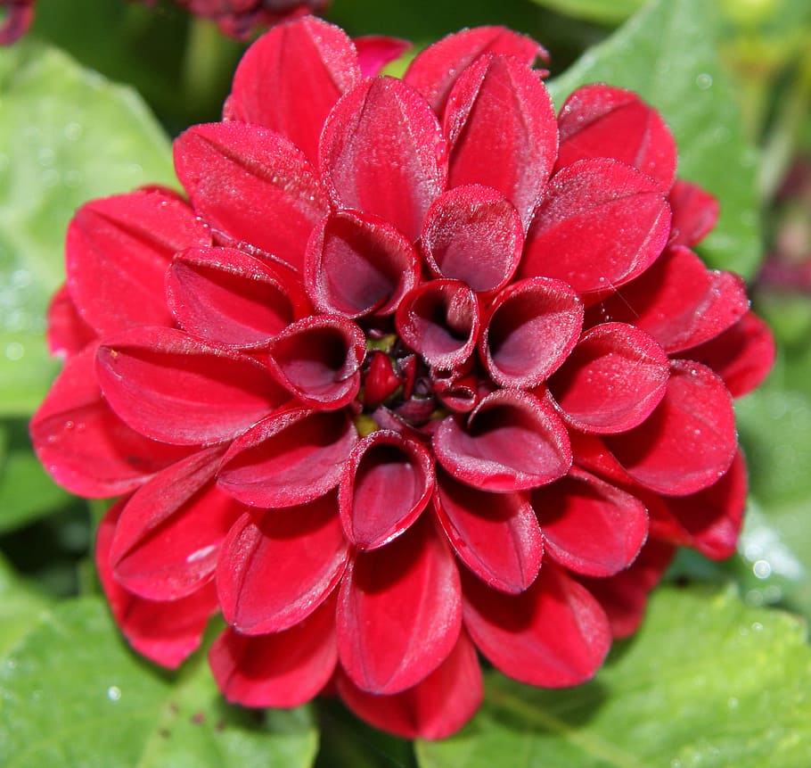 Flower, Plant, Spring, Blossom, red, bloom, nature, petal, close-up HD wallpaper