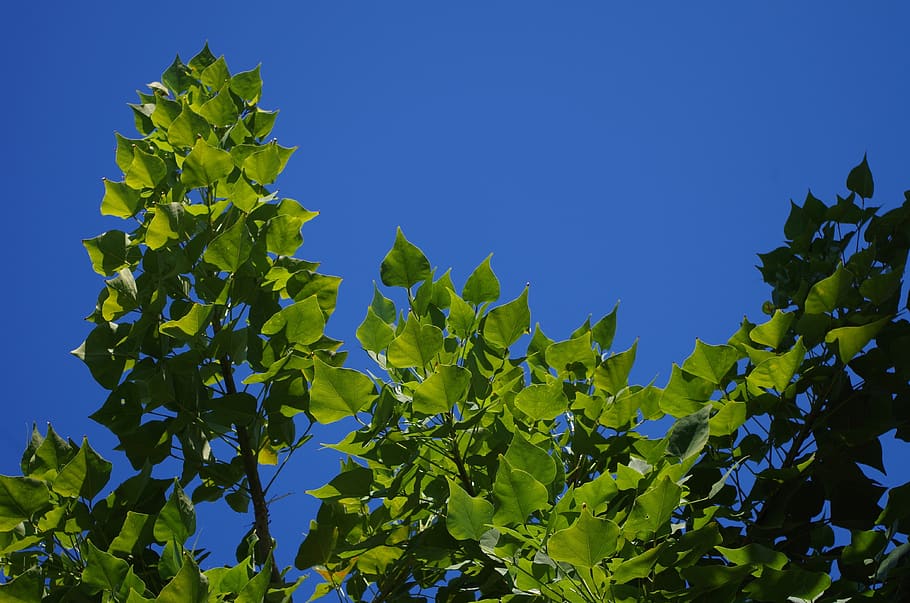 sky, branches, leaves, blue, tree branches, leaf, plant part HD wallpaper