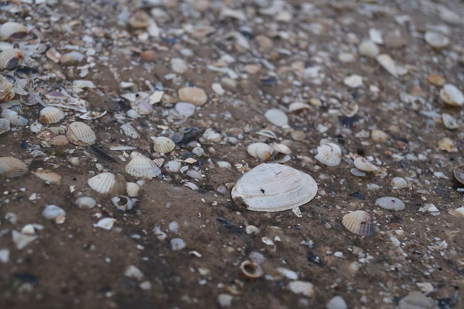 marzena, seashell, no people, selective focus, land, day, close-up HD wallpaper