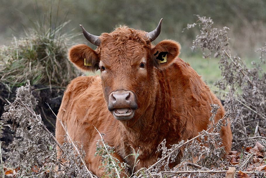 cow, lunch, rest, one animal, animal themes, animal wildlife HD wallpaper