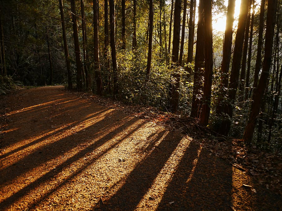 forest trees at golden hour, woods, japan, landscape, arboretum HD wallpaper