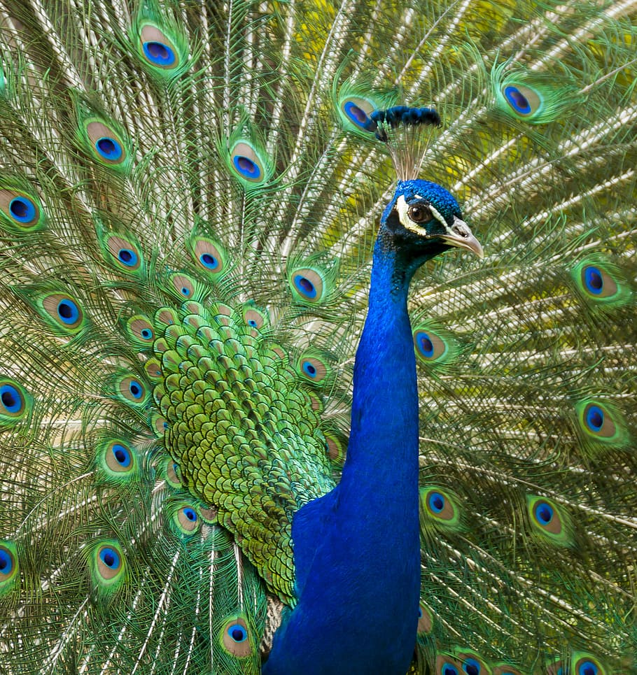 peacock, bird, pride, feather, animal, nature, plumage, wheel HD wallpaper
