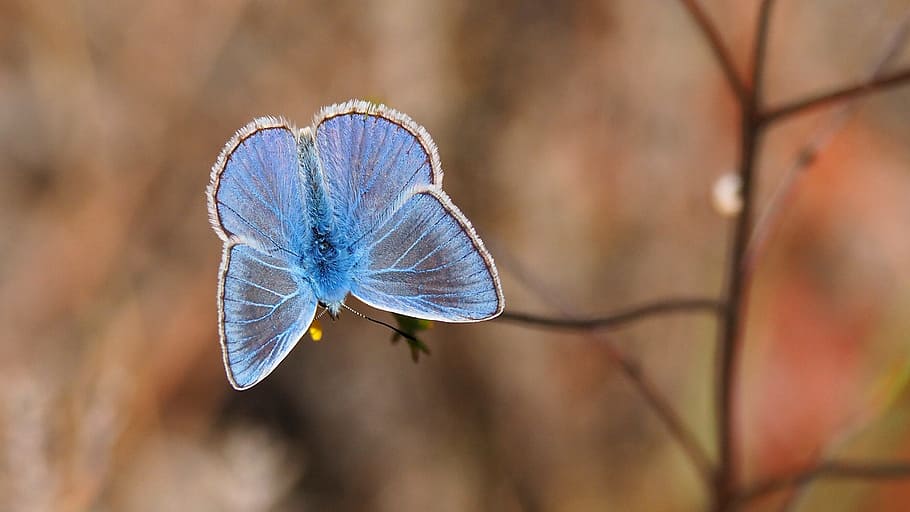 blue and white butterfly in selective focus photography, nature HD wallpaper