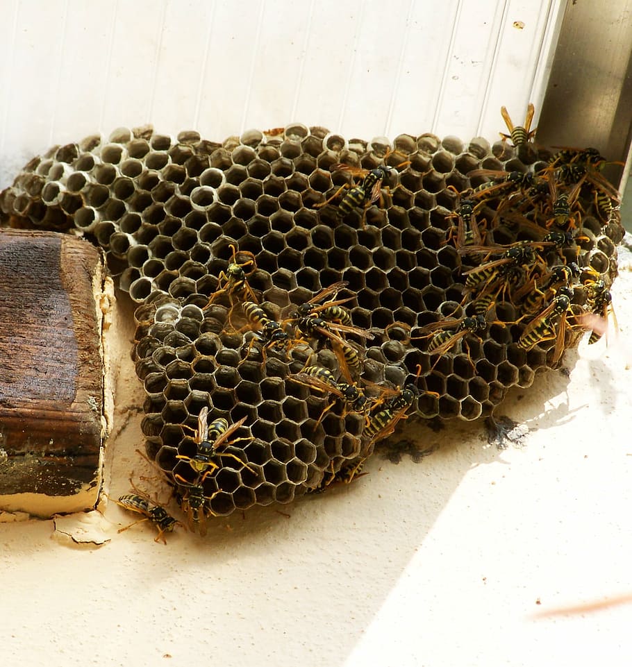 wasp nest, insects, cellular structure, apiculture, honeycomb HD wallpaper