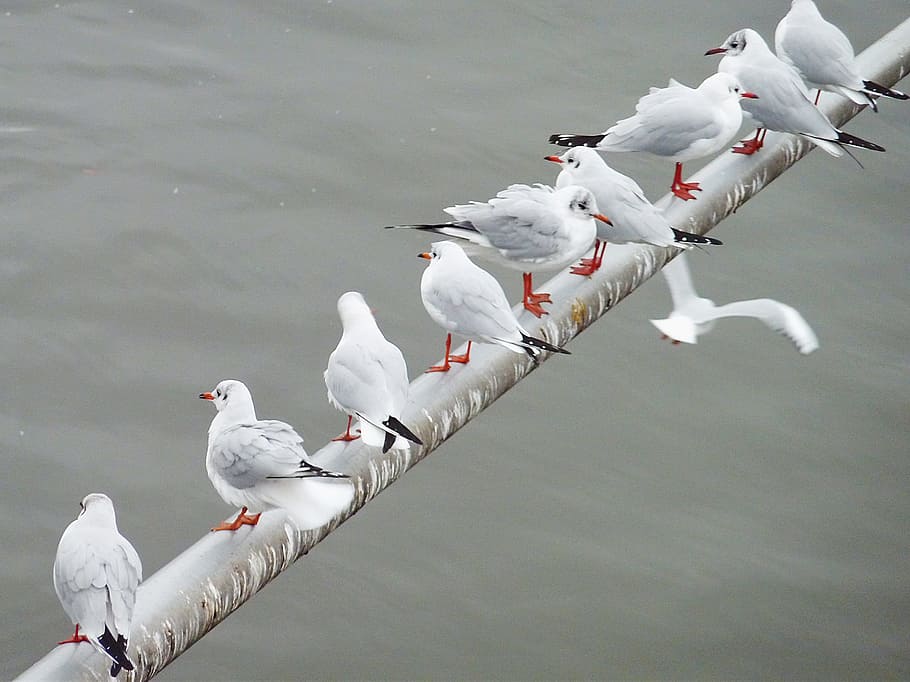 Gull, Fly, Water Bird, Birds, sky, animal world, wildlife photography HD wallpaper