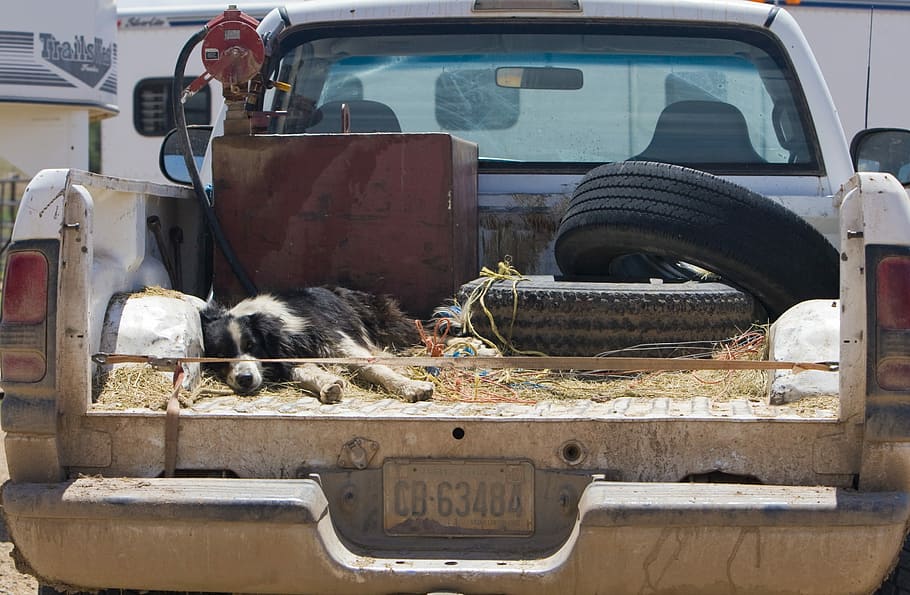 two car tires on truck bed, Pickup, Truck, Dog, Sleeping, Animal HD wallpaper