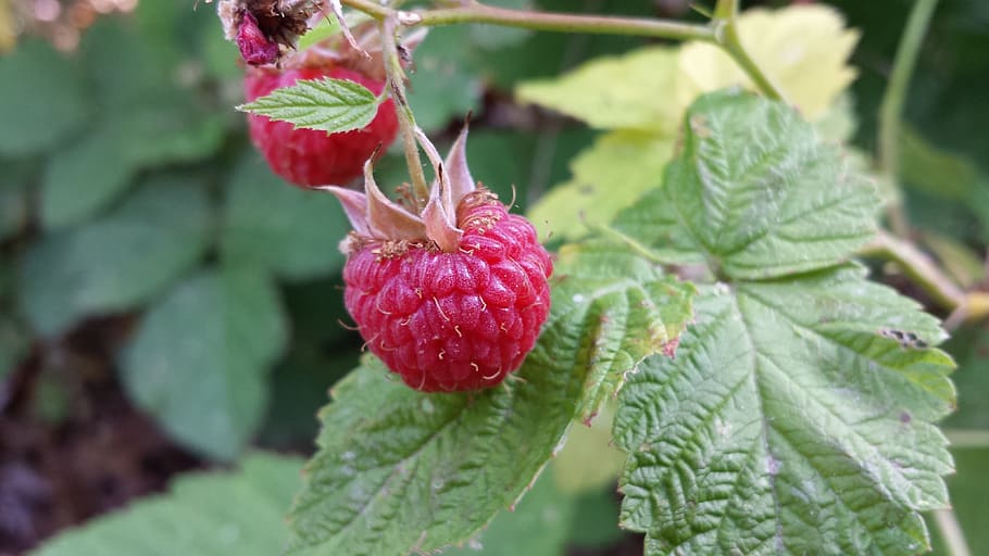 Raspberries, Vine, Fruit, Ripe, red, nature, natural, raw, organic HD wallpaper