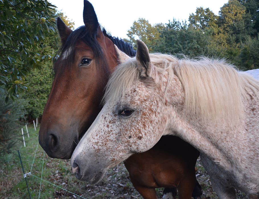 brown and white horse in the middle of trees, horses, complicity HD wallpaper