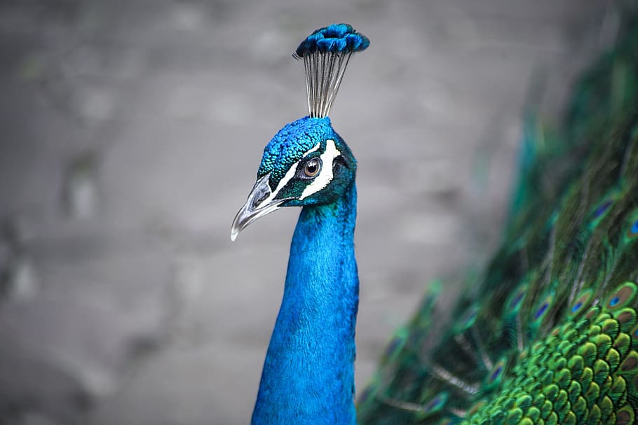 peacock, bird, animal, nature, feather, pattern, color, colorful, HD wallpaper