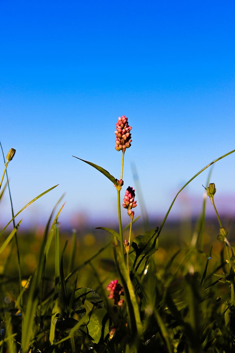 flower, nature, summer, plant, growth, flowering plant, beauty in nature HD wallpaper