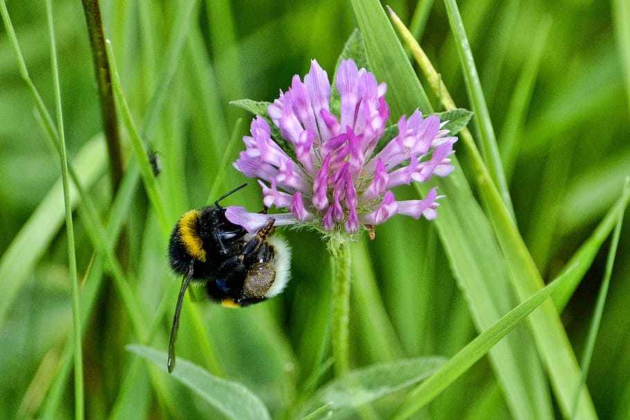 hummel, flower, blossom, bloom, close, insect, purple, bee pollen HD wallpaper