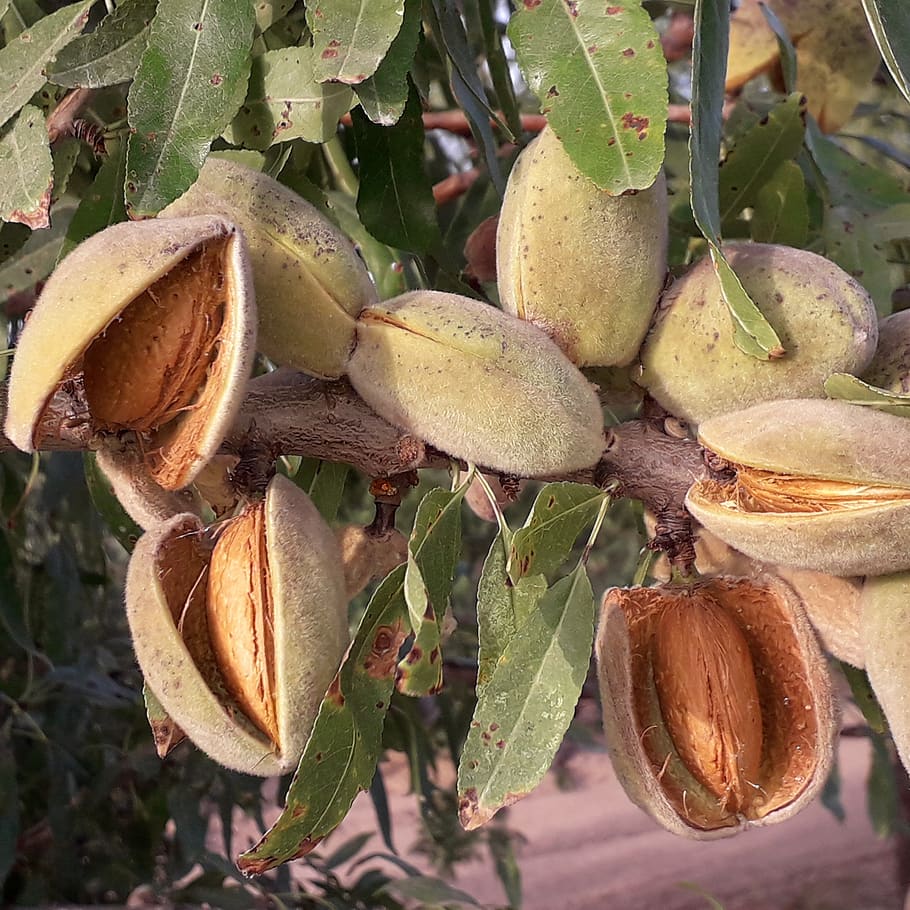 almond, maturation, fruit, leaf, plant part, growth, food, close-up HD wallpaper