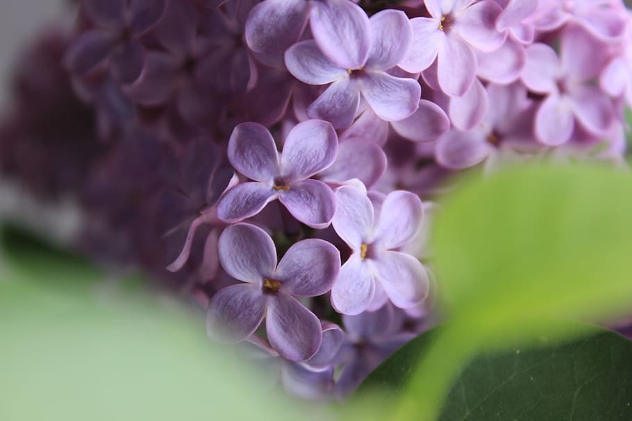 focus photography of pink petaled flower, blossom, bloom, lavender HD wallpaper