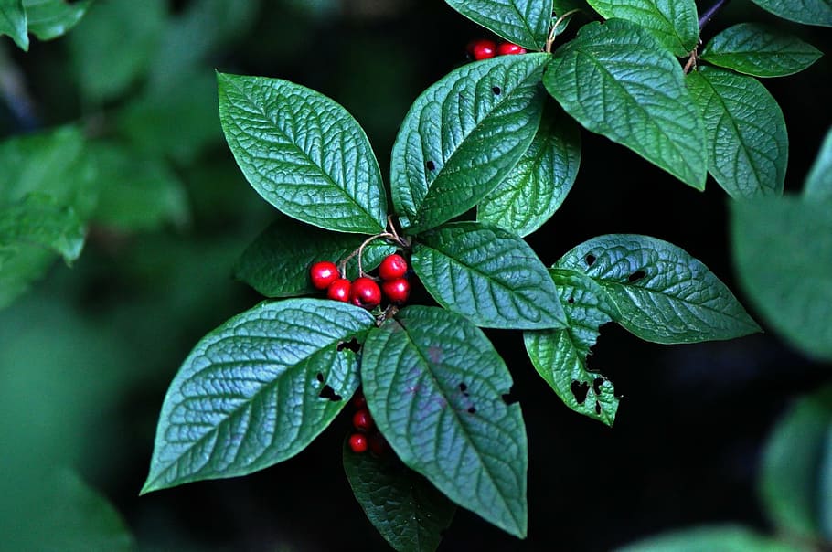 shrub, plant, growth, nature, leaf, berries, season, autumn HD wallpaper