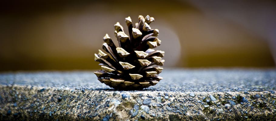 conifer cone on gray surface, pinecone, green, silhouette, plant HD wallpaper