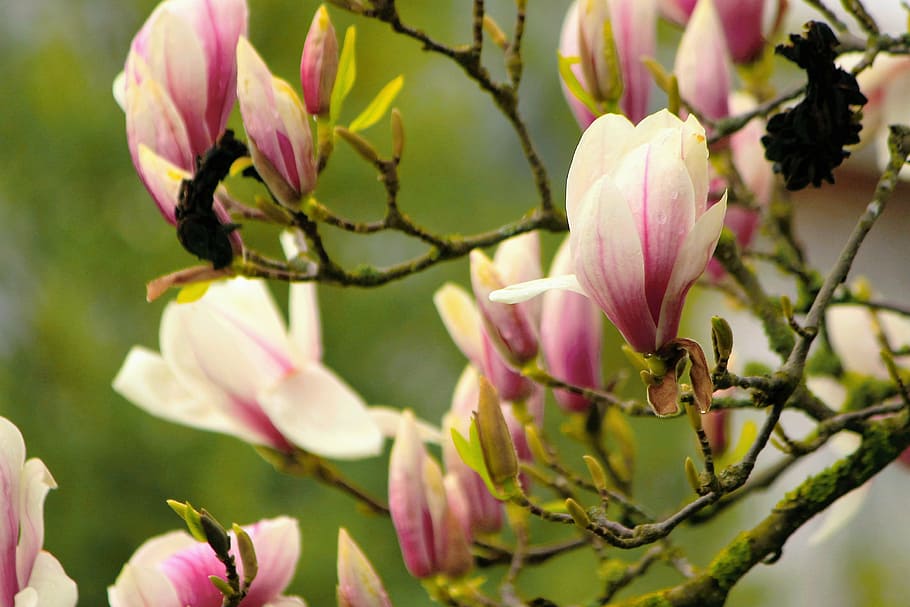 magnolia, fragrant, spring, color, nature, pink Color, plant HD wallpaper