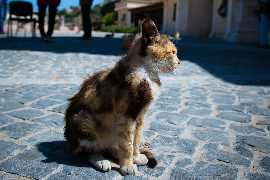 cat, street cat, white cat, kitty, kitten, sweet, pussy, animal HD wallpaper