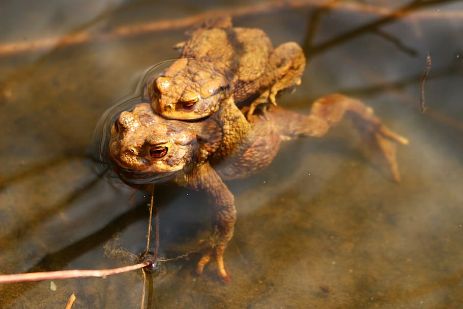 frogs, lake, pond, water, animal, amphibian, water frog, animal themes HD wallpaper