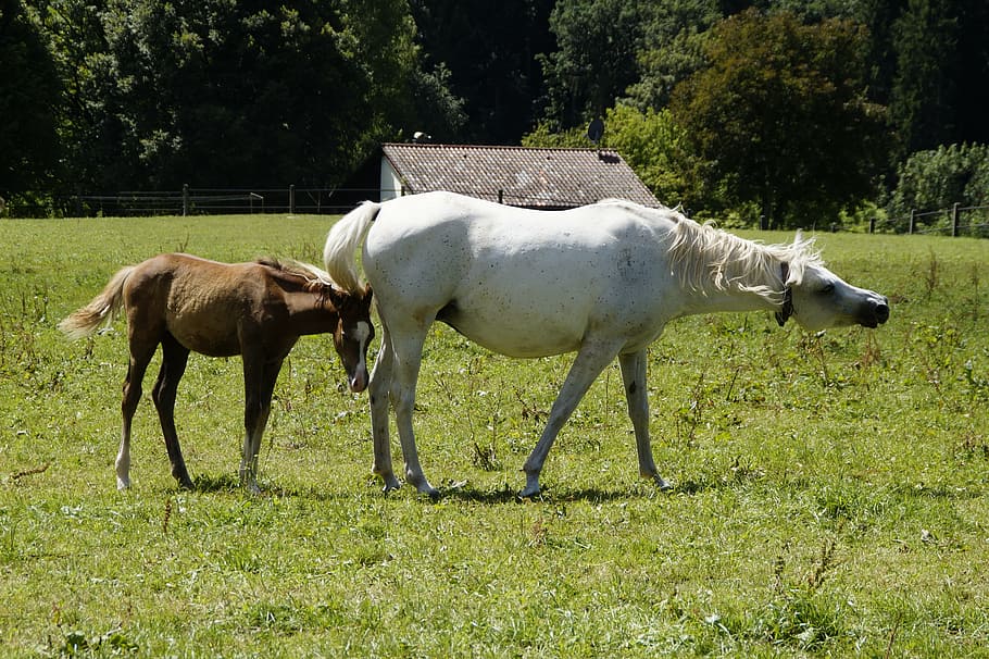 two horses walking on grass field, mares, foal, arabs, breeding HD wallpaper