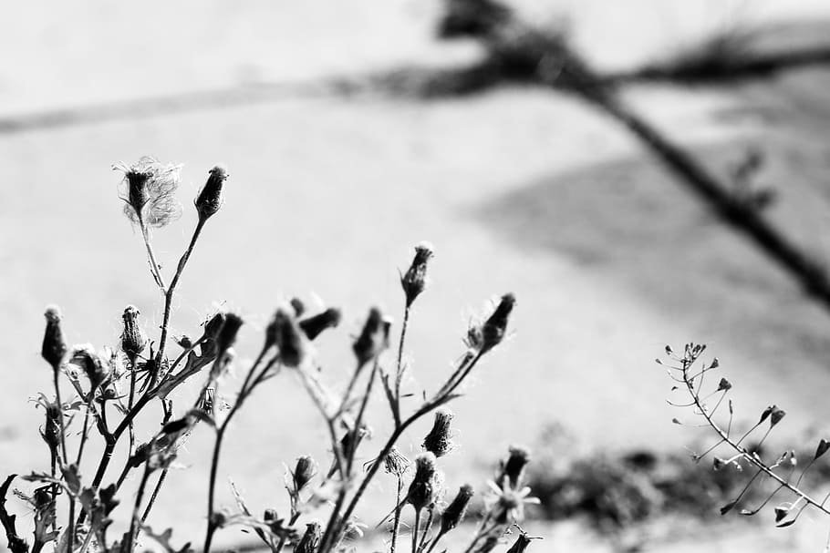 wildflower, nature, fall, autumn, black and white, plant, flowering plant HD wallpaper