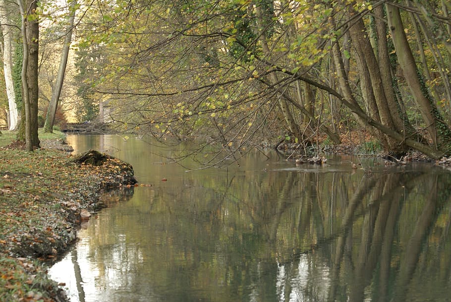 undergrowth, river, reflections, tree, plant, water, tranquility HD wallpaper