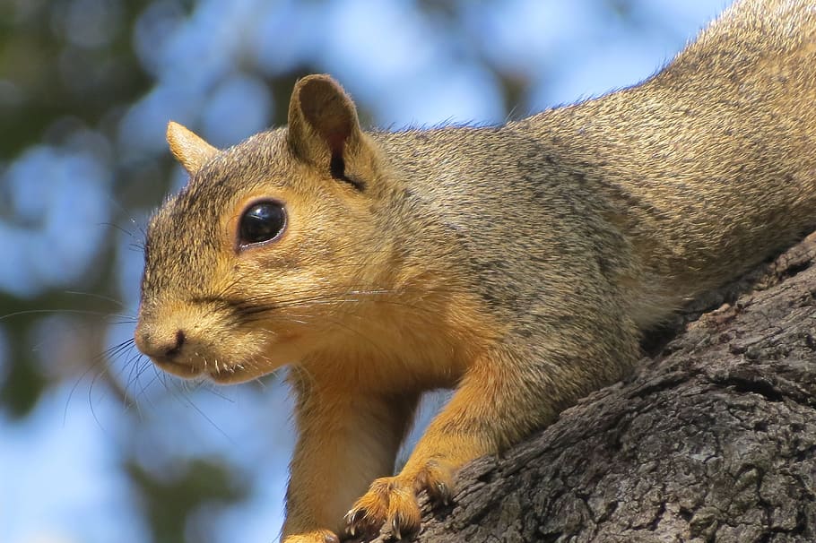 squirrel, close up, wild, cute, brown, animal, animal themes HD wallpaper