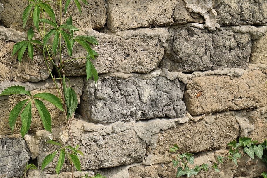 brick, green, leaf, old, plants, rustic, wall, stone material HD wallpaper