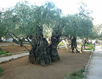 green tree, olive trees, jerusalem, israel, nature, plant, growth HD wallpaper