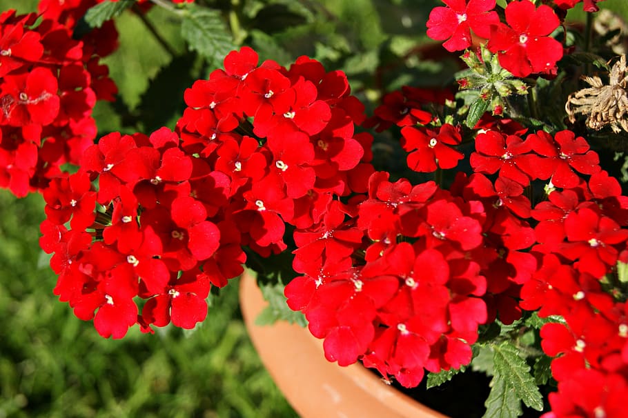 flower, red, nature, plant, garden, summer, plants, ornamental plants HD wallpaper