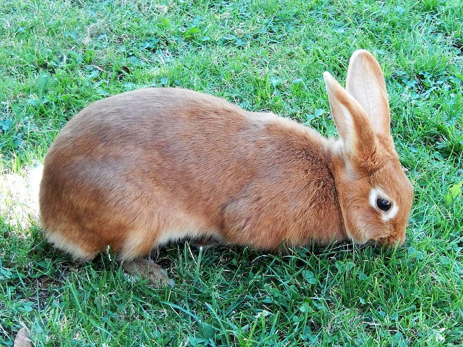 Rabbit, Animal, Nature, grass, one animal, animal themes, day HD wallpaper