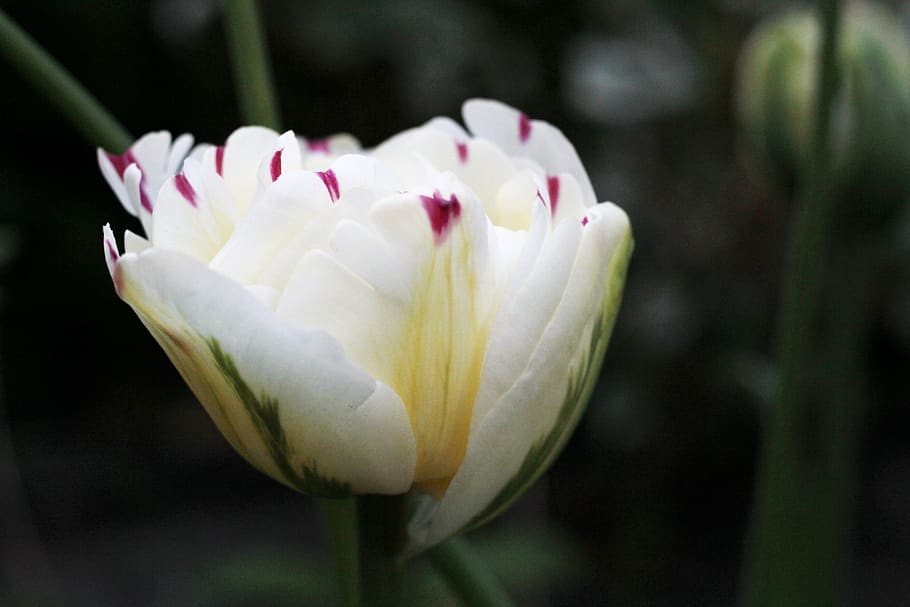 tulipa danceline, white, red spots, double, flower, petals, HD wallpaper