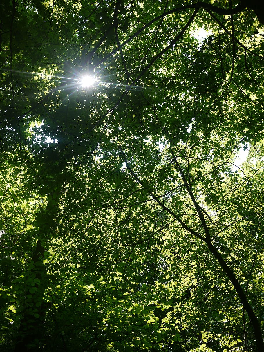 forest, foliage, greens, outdoors, plant, landscape, summer HD wallpaper