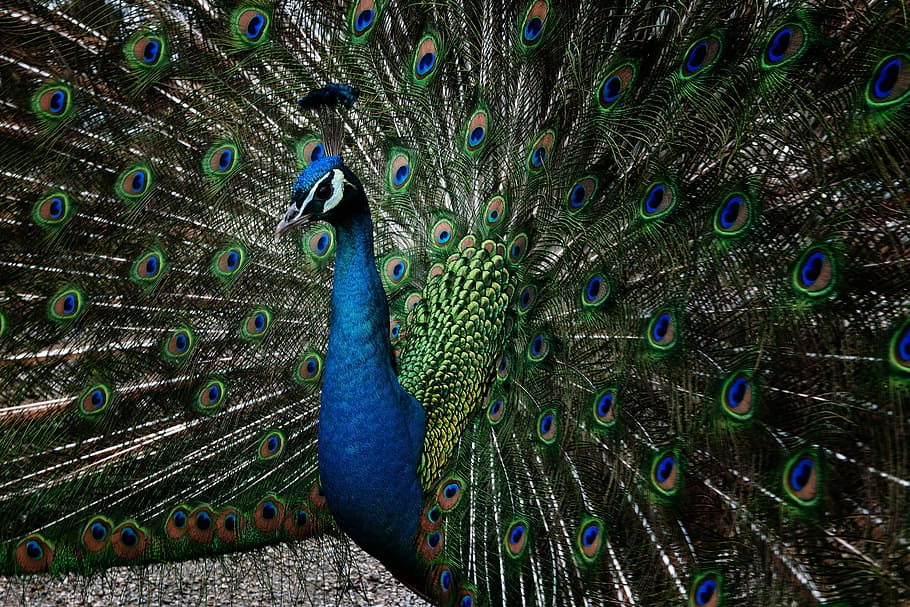 peacock, feather, bird, tail, majestic, green blue, animal themes HD wallpaper