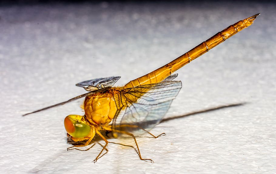 dragonfly, insect, animal, close, wing, chitin, nature, animal Wing HD wallpaper