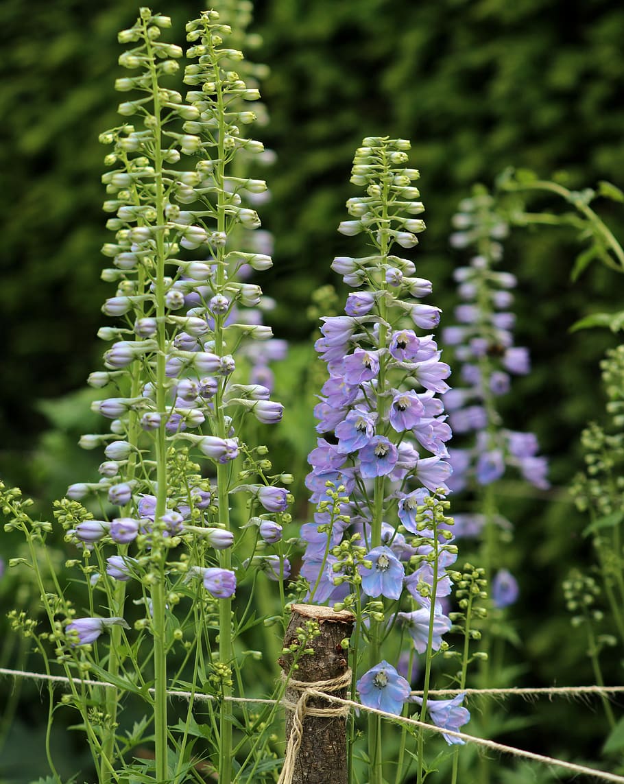 flower, flora, nature, garden, outdoors, summer, plant, flowering plant HD wallpaper