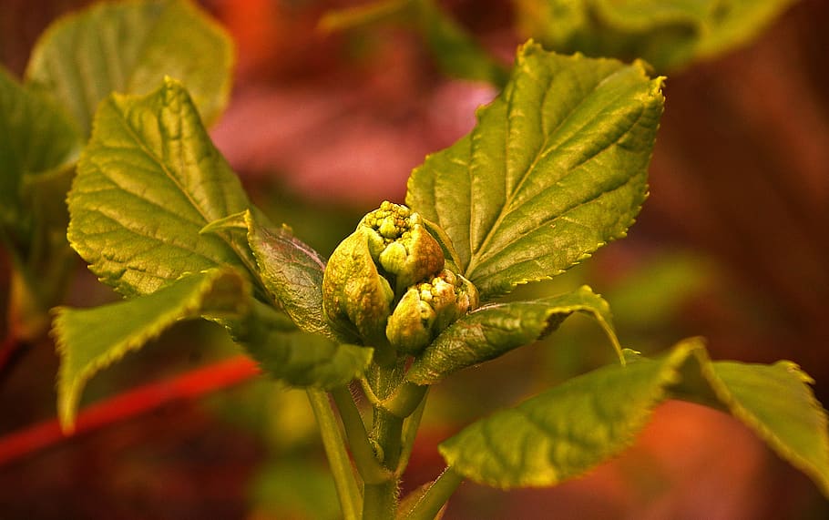 spring, garden, plant, nature, climbing, hydrangea, bud, blossom HD wallpaper