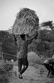hard, working, people, men, real people, full length, field HD wallpaper