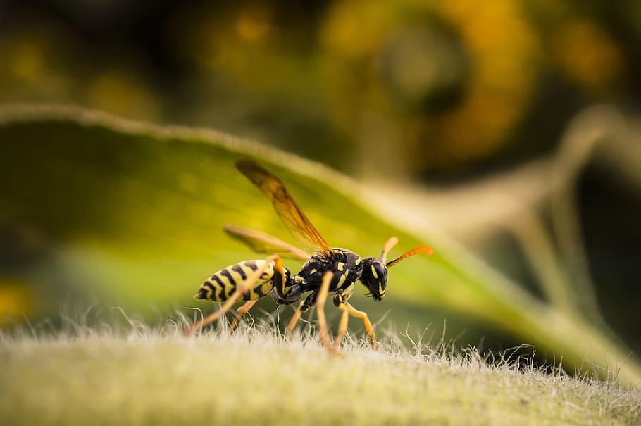 Wasp, Insect, Macro, True, Animal, true wasp, fauna, summer HD wallpaper